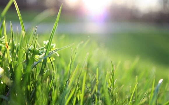 Greener Grass Image