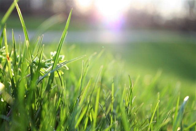 Greener Grass Image