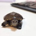 Comptuer Turtle