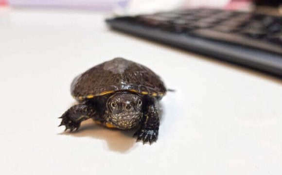 Comptuer Turtle
